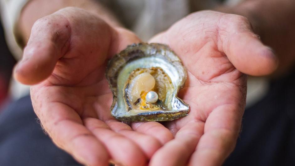 Discover the captivating story and exquisite flavours of Australian oysters on a comprehensive tour with convenient transfers!